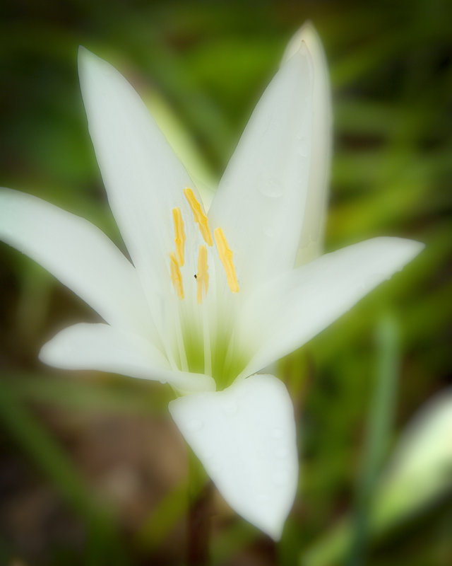 white flower.jpg