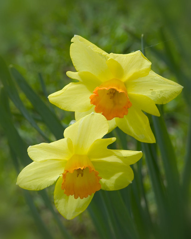 Daffodils