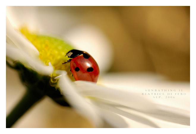 Sunbathing II