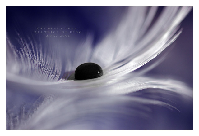 The Black Pearl