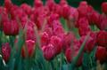 fusia tulips.jpg