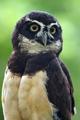 Owl.jpg