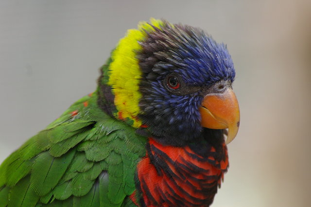 Lorikeet