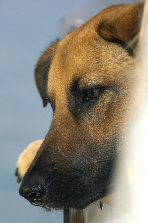 Looking Out