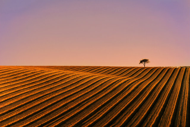 2000 Farmland Furrows 1.jpg