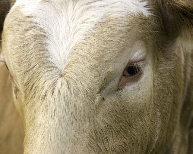 0048 Tan Cow.jpg