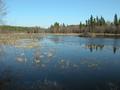 Beaver House and Pond.JPG