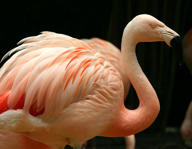 Pretty in Pink