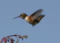 Rufous Hummingbird 2177