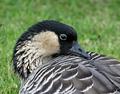 Nene Hawaiian Goose 0480