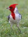 Red-crested Cardinal 9759