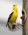 American Goldfinch 6093