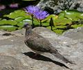 Spotted Dove 9426