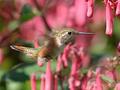 Rufous Hummingbird 2727