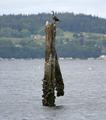 Mukilteo Waterfront 4453