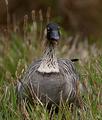 Nene Hawaiian Goose 0578
