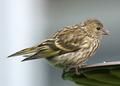 Pine Siskin 3441