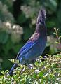 Steller's Jay 2086