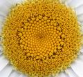 Daisy Center 4166