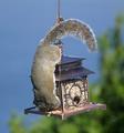Squirrel Antics 1431