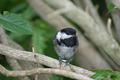 Black-capped Chickadee Original 5921