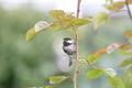 Chestnut-backed Chickadee Original 5941