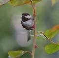 Chestnut-backed Chickadee 5941-Edited&Cropped