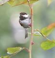 Chestnut-backed Chickadee 5941 Unedited&Cropped