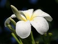 Plumeria 9722
