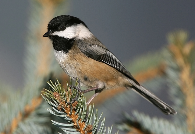 Black-capped Chickadee 6673