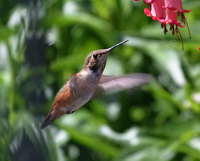 Rufous Hummingbird 1793