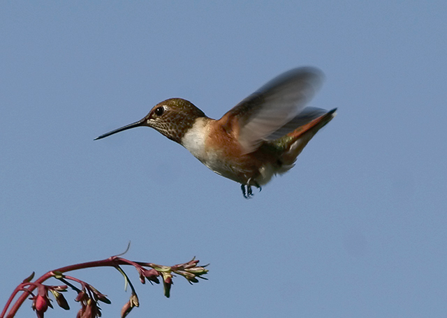 Rufous Hummingbird 2177