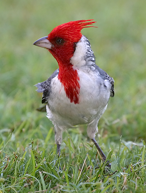 Red-crested Cardinal 9759