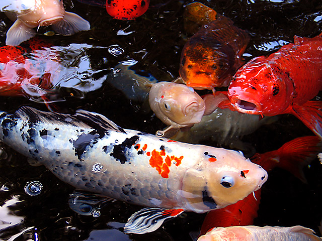 Koi 102_0281