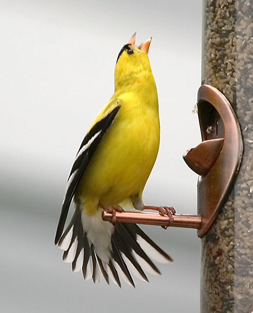 American Goldfinch 6093