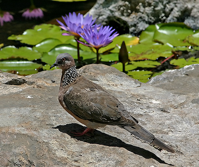 Spotted Dove 9426