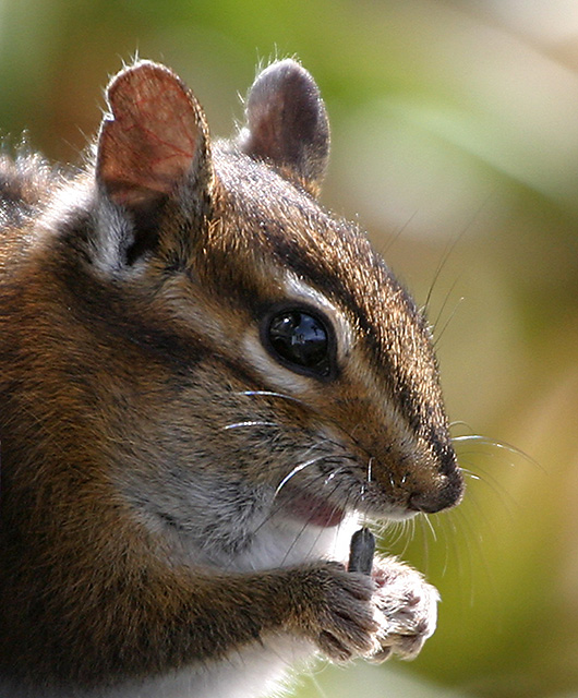 Townsend's Chipmunk 5910
