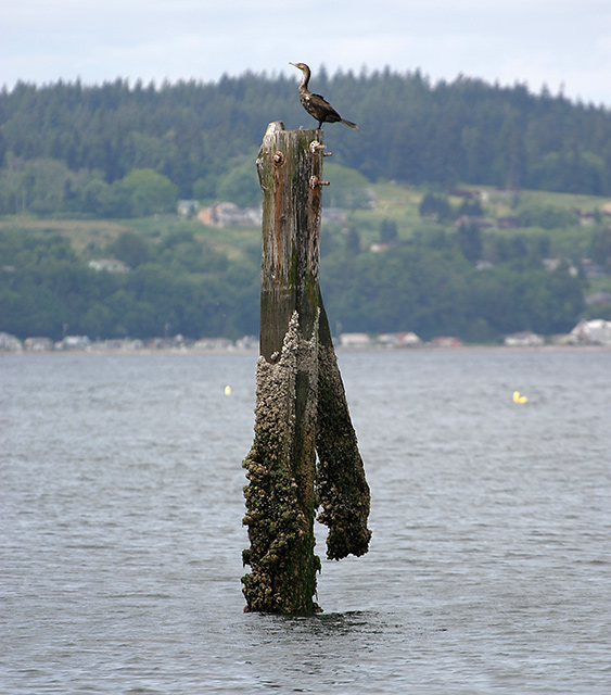 Mukilteo Waterfront 4453