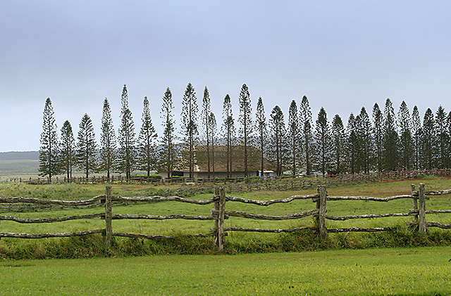 Koele, Lanai, Hawaii 0185