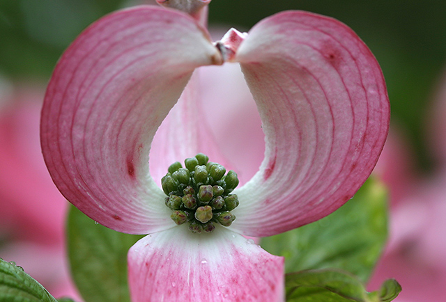 Pink Dogwood 9082