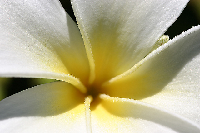Plumeria 685_8587