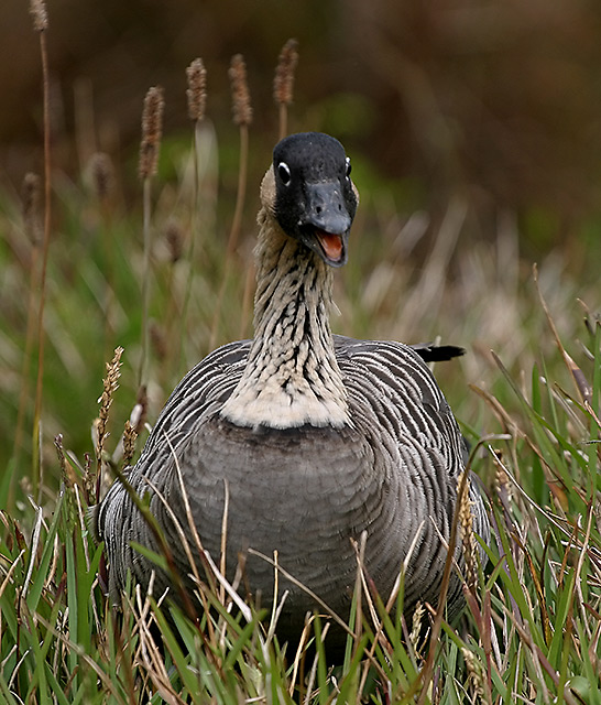 Nene Hawaiian Goose 0578