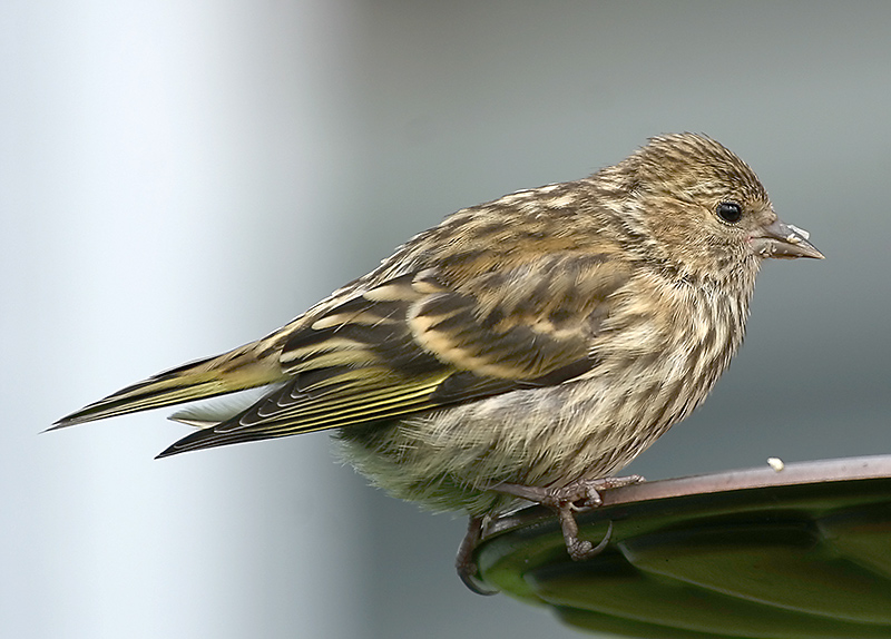 Pine Siskin 3441