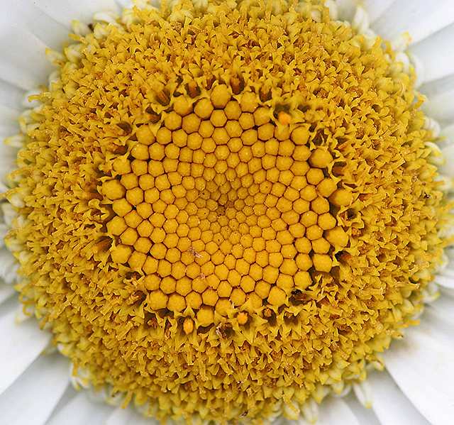 Daisy Center 4166