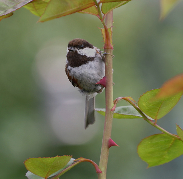 Chestnut-backed Chickadee 5941-Edited&Cropped