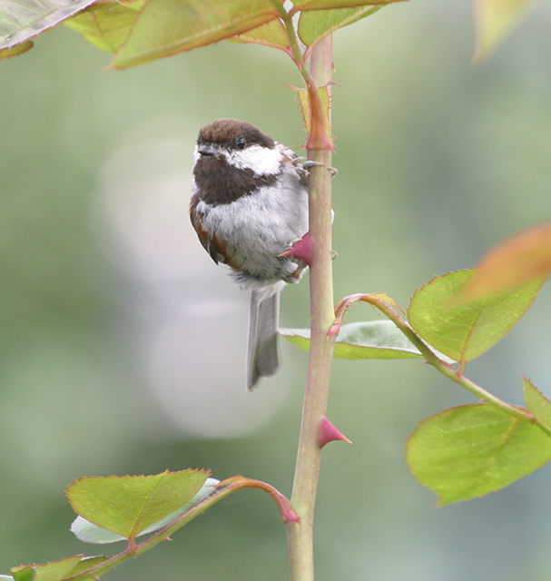 Chestnut-backed Chickadee 5941 Unedited&Cropped