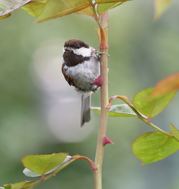 Chestnut-backed Chickadee 5941-Edited&cropped 2