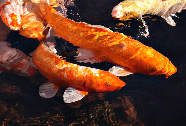 Hawaiian Koi