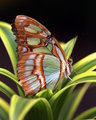 butterfly-print