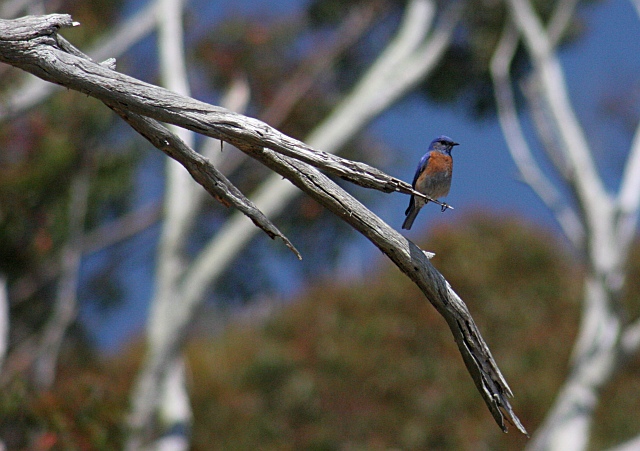Western Bluebird